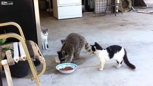'Raccoon steals cat food-Енот ворует корм для кошек'