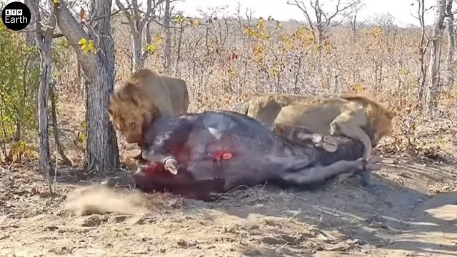 'Male Lion Attack Big Prey and Eat Alive - Animal Fighting | ATP Earth'