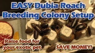 'Dubia Roach Colony Setup | Bearded Dragon Diet On The Cheap'