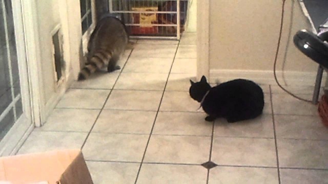 'Raccoon stealing our Cat\'s food'