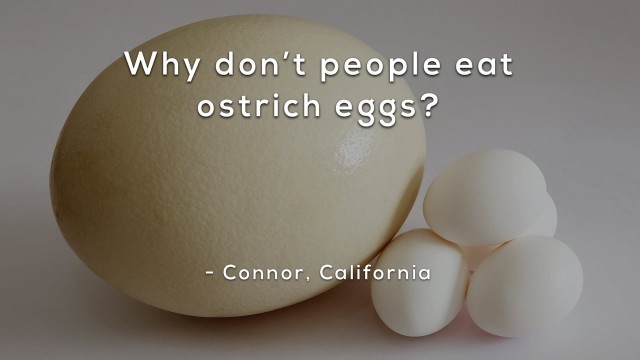 'Why don\'t people eat ostrich eggs?'