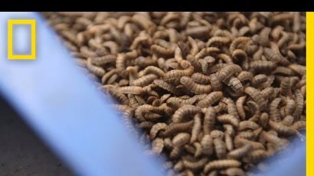 'Gross or Brilliant? Using Bugs to Feed the Animals We Eat | National Geographic'
