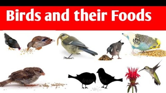 'Birds and their foods..... with pictures....'