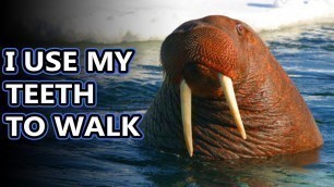 'Walrus facts: they do eat bivalves... | Animal Fact Files'