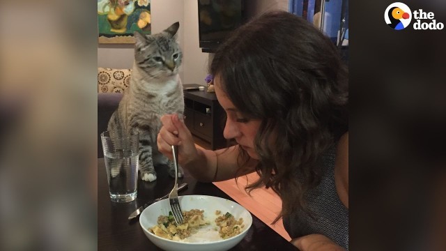 'Cat Stares At His Parents Every Time They Eat'