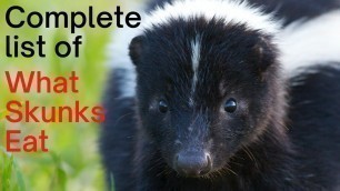 'What Do Skunks Eat: Complete List of What Skunks Feed On'