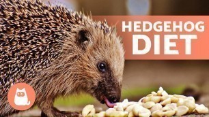 'What Do HEDGEHOGS EAT? 