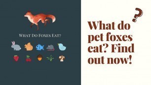 'Want To Know What Foxes Eat? Pet Fox Diet'