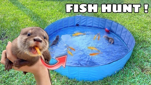 'TRAINING BABY OTTERS TO HUNT FISH ! WILL THEY EAT ?!'