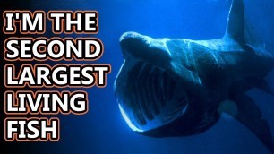 'Basking Shark facts: time to eat tiny things! | Animal Fact Files'