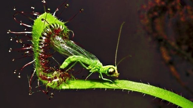 'Top 20 Carnivorous Plants That Eat Animals'