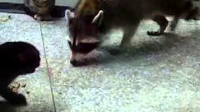 'Raccoons stealing food'
