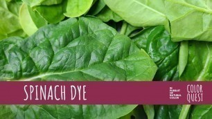 'HOW TO MAKE NATURAL DYE WITH SPINACH | ORGANIC COLOR | GREEN'