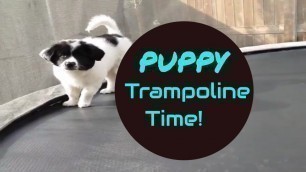 'Puppy Playing on the Trampoline - Borador loves Fast Food Toys.'