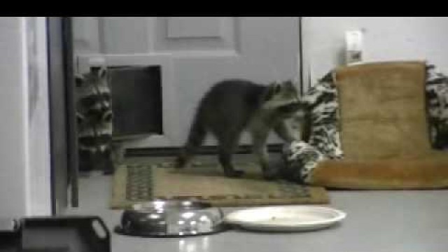 'Baby Raccoons Stealing Pizza'