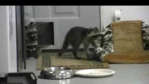 'Baby Raccoons Stealing Pizza'