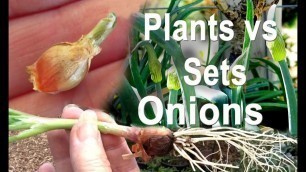 'Egyptian Walking Onions Grow from Sets or Plants Container Gardening or Food Forest'