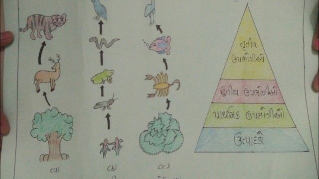 'Std 10 science project | food chain project | che 15 project | std 10 | food chain'