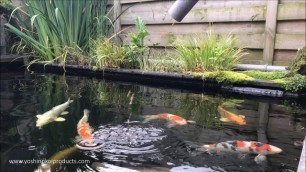 'Koi Food Provided from DIY Automatic Fish Feeder August 2017'