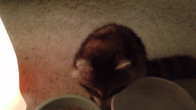 'Raccoon Eating Cat Food'