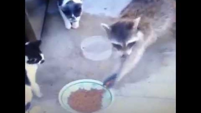 'Raccoon takes Cats food!'
