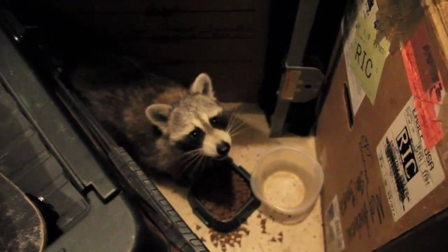 'Raccoon Stealing Food'