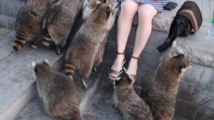 'Raccoons Attack a girl trying to Steal a device during  photo shoot, cute animals'