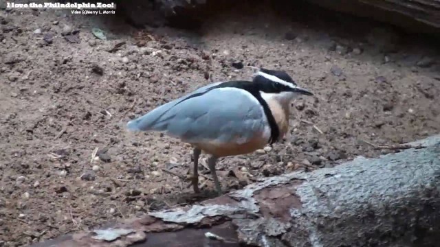 'Philadelphia Zoo Egyptian Plover Pecking for Food'