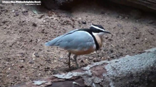 'Philadelphia Zoo Egyptian Plover Pecking for Food'
