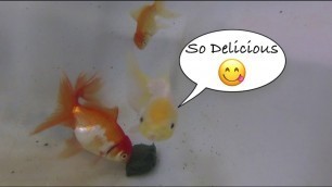 'DIY veggie gel fish food and introducing my new goldfish'