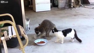 'Raccoon Steals Cat Food (voiceover)'