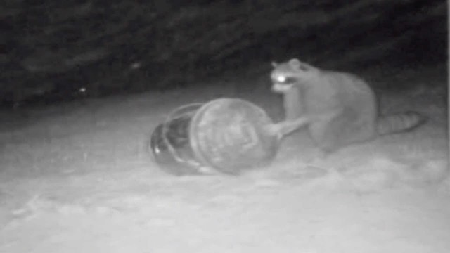 'Raccoon Bandits Steal Cat Food'