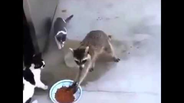 'Gangsta Raccoon Steals Cat Food'