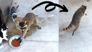 'Raccoon steals cat food and run like this 