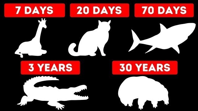 'How Long Animals Can Go Without Food'