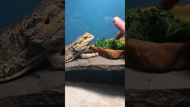 'Bearded dragon munches on food 