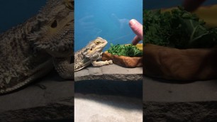 'Bearded dragon munches on food 