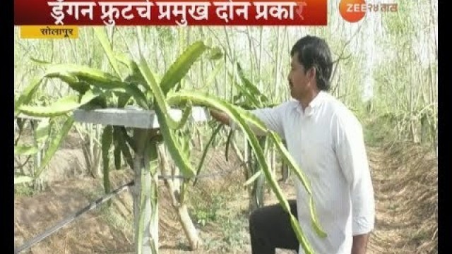 'Solapur Peekpani On Farmer Anil Salunkhe Cultivate Dragon Food On His Land'