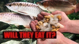 'WILL MY FISH EAT IT? I made a new DIY fish food'