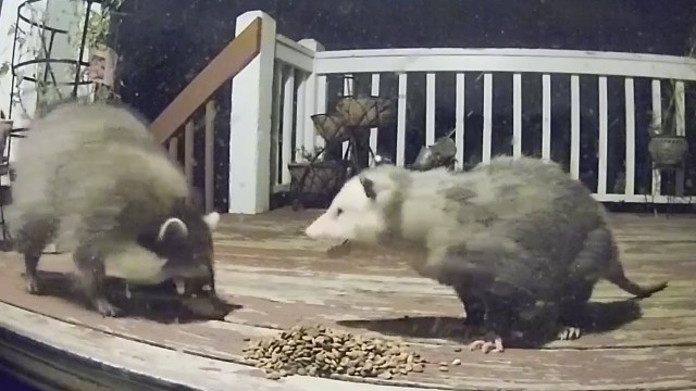 'Raccoon Possum Cat Encounters Compilation'