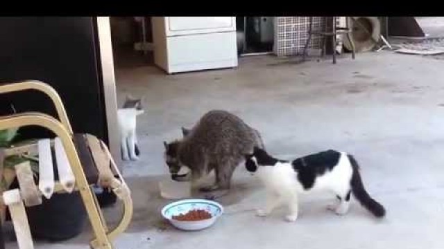 'Racoon stealing cat-food (енот ворует еду)'