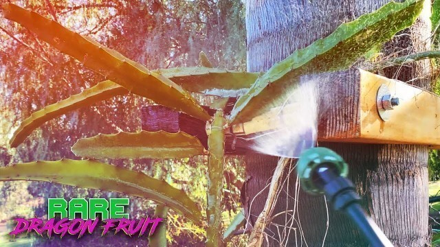 'HEALTHIER DRAGON FRUIT Using MEAL WORM FRASS (Poop) / How to Make & Apply a Foliar Spray with FRASS'