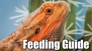 'COMPLETE Bearded Dragon Feeding Guide'