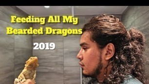 'Feeding All My Bearded Dragons | Reviewing Bearded Dragon Food 