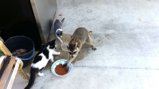 'shot on iphone meme (Raccoon Steals Cats\' Food)'