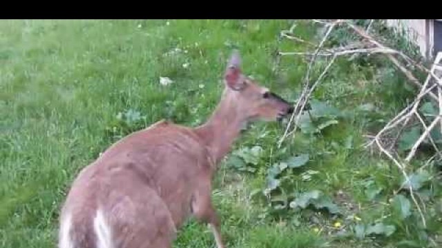 'Old deer steals dog food from raccoons'