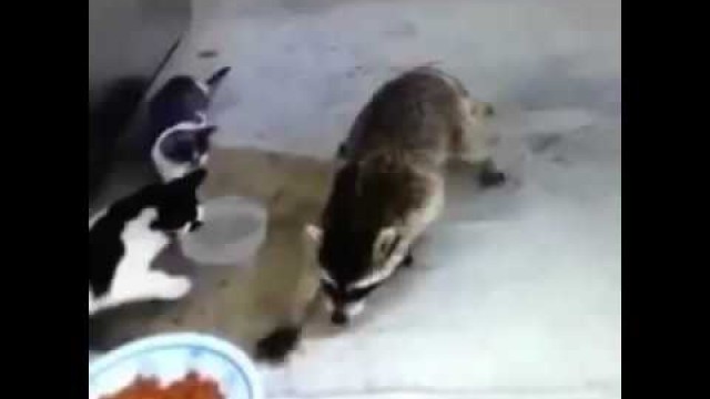 'raccoon steals cats food- Vine'