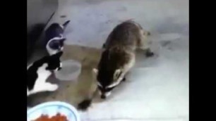 'raccoon steals cats food- Vine'