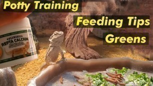 'How To Potty Train A Baby Bearded Dragon! (Bearded Dragon Diet/Care)'