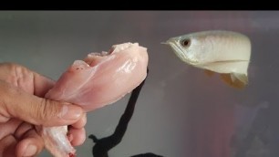 'Arowana fish food feeding - chicken leg piece (food for full Protein)'